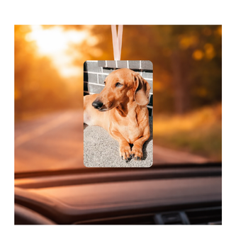 For Pet Lovers